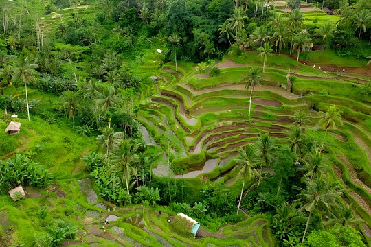 Bali Swing Activity and Ubud Watefall Trip Packages — photograph 2