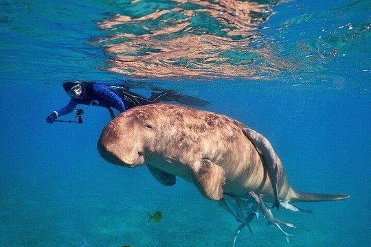 Marsa Alam Diving Expedition — photograph 4