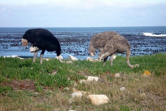 Cape Peninsula Full Day Private Tour — 사진 4