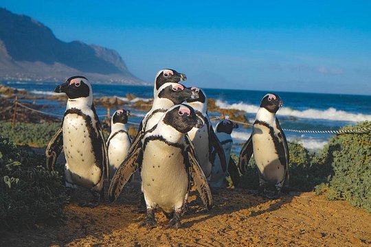 Table Mountain, Cape Point, Penguins & Bo-Kaap Full-Day Tour — photograph 5