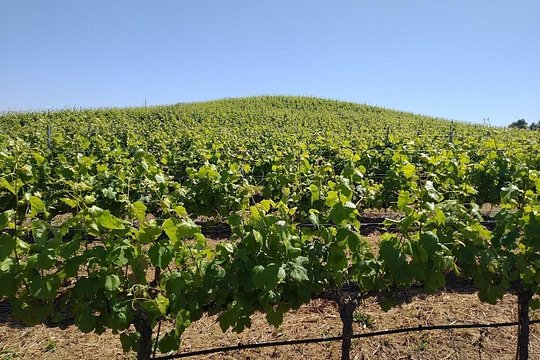 Private 4x4 | Vineyard Safari | Premium Tasting Tapas | Winemaker — photograph 4