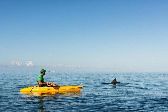 Guided Kayak 2 Hours Activity with Dolphins — photograph 2