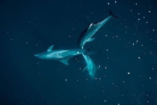 Guided Kayak 2 Hours Activity with Dolphins — photograph 4