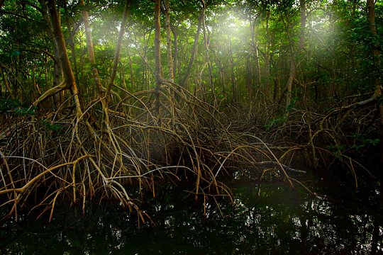 Tamarindo Estuary: Kayak Monkey Tour — photograph 4