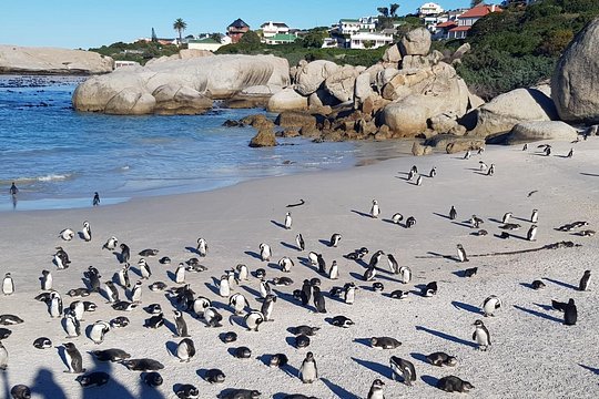 Cape Point, Boulders Beach&Table Mountain,Cape Town Full Day Tour — billede 3