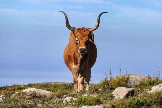 Gerês Private Tour (All Inclusive) — photograph 4