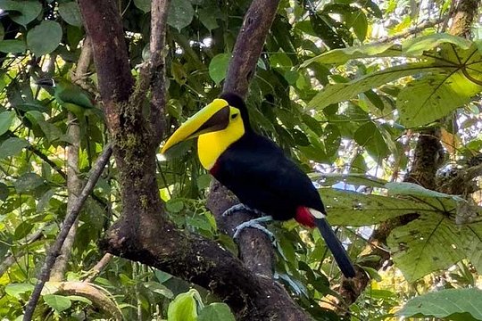 Mindo Cloud Forest Day Trip from Quito – Birdwatching & Adventure — foto 2