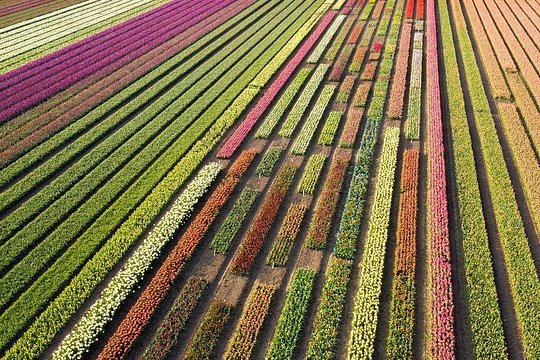 Sightseeing Tulip Fields Tour Near Amsterdam — photograph 5