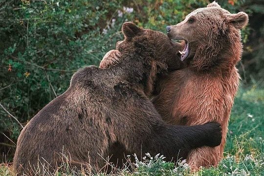 Bears Sanctuary Entry Ticket with Guide & Transfer from Brasov — foto 2