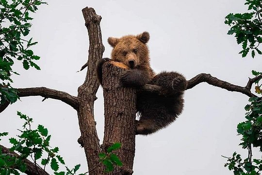 Bears Sanctuary Entry Ticket with Guide & Transfer from Brasov — foto 5