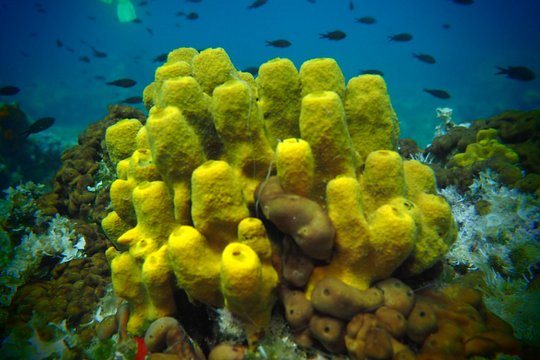 Try Scuba Diving for Beginners by Boat on Diaporos Island — 사진 5