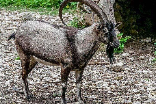 Chania: Samaria Gorge Guided Hike — photograph 3