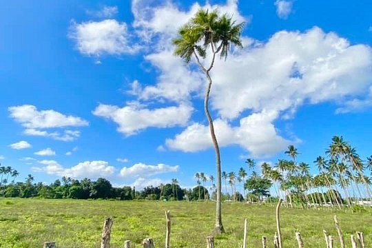 Tongatapu Island Tour — photograph 4
