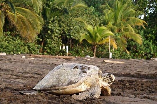 Small Group Tortuguero Turtle Nesting Tour — billede 4