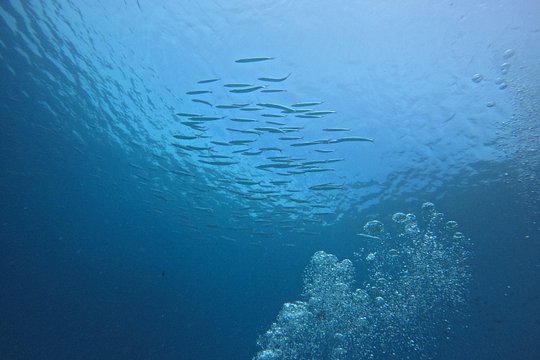 Phuket: PADI Open Water Course 3 Days with GO Pro — photograph 4