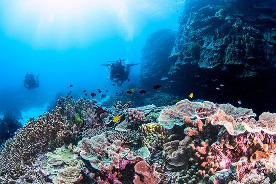 Outer Reef Scuba Diving Day Tour from Agnes Water 1770 — photograph 4