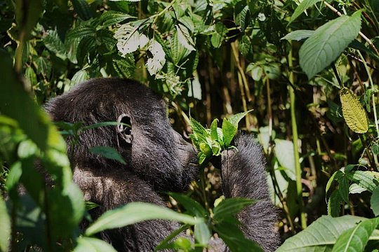 Bwindi Mountain Gorilla Trekking — photograph 2
