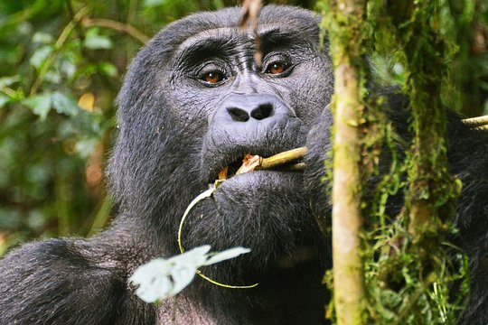 Bwindi Mountain Gorilla Trekking — photograph 3