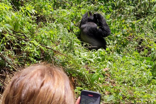 Bwindi Mountain Gorilla Trekking — photograph 4