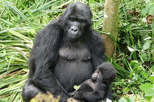 3 days gorilla tracking in Uganda — photograph 2