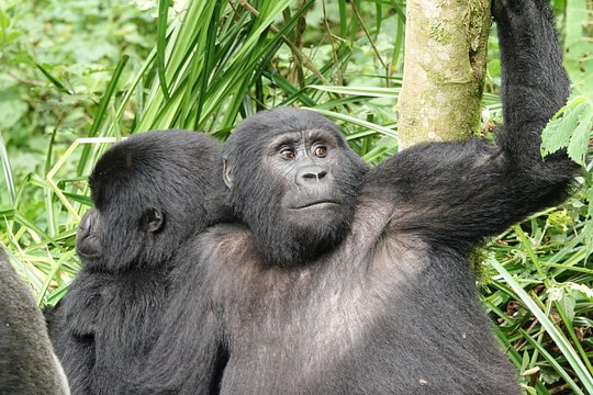 3 days gorilla tracking in Uganda — photograph 3