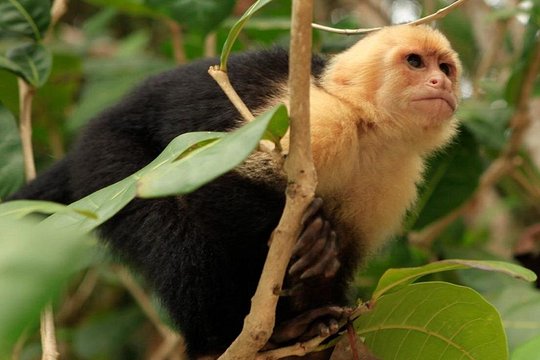 Roatan ATV Adventure with Zip Line Monkey/Sloth Combo — foto 2