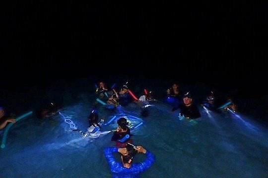 Roatan Night Snorkel Adventure — photograph 4