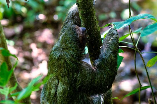 Rio Celeste waterfall and slothland excursion — 写真5