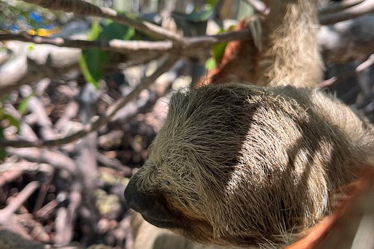 Sloth and Monkey Sanctuary Excursion in Roatan — foto 3