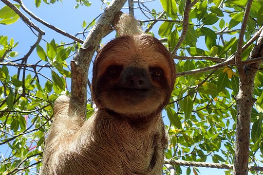 Sloth and Monkey Sanctuary Excursion in Roatan — foto 4