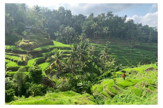 Monkey Forest Ubud Half day Tour — photograph 3