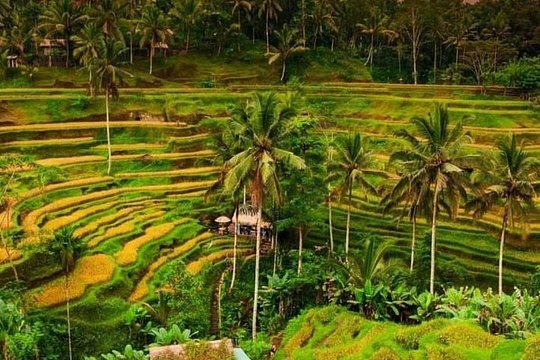 Full Day Kintamani Tour — 사진 4