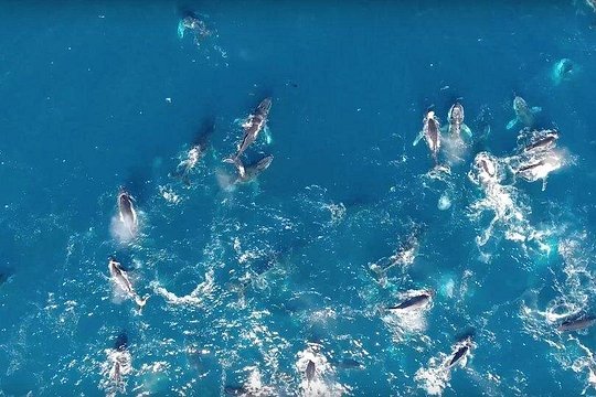 Boat Based Whale Watching from Hermanus — Foto 3