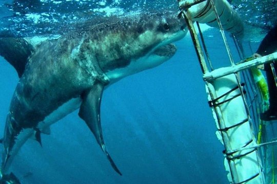 Full Day Shared Shark Cage Diving Adventure in Gansbaai — Foto 3