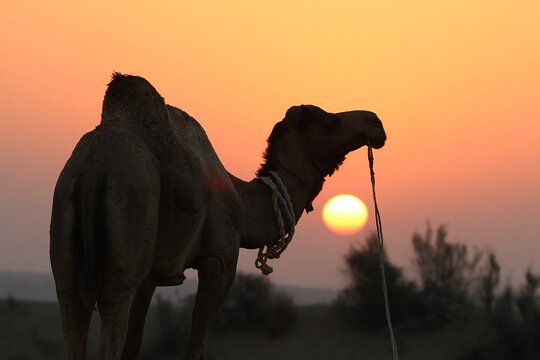 Half-Day Sunset Desert Safari — Foto 2