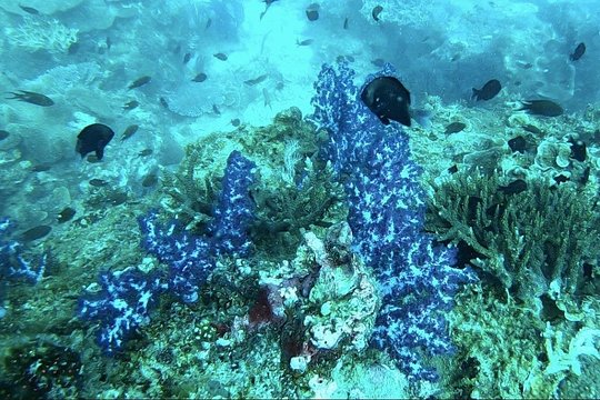 Phu Quoc 1Day Tour Diving with pro guide — photograph 5