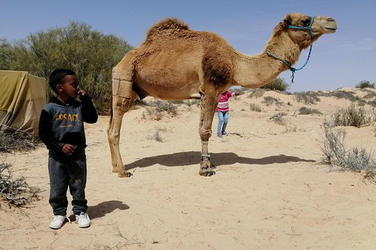 Private Camel Ride in Douz — photograph 5
