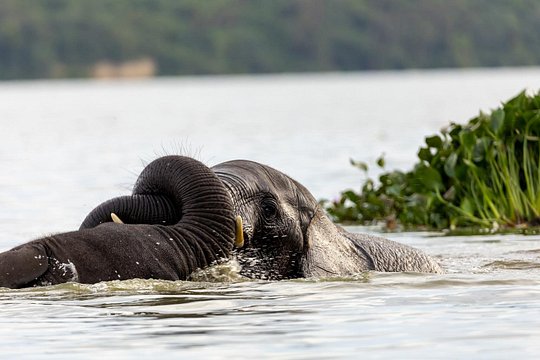 6 days Gorilla, Chimps and Wild Game Combo — photograph 2