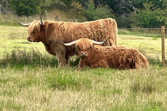 Half Day Loch Ness Circular Tour — billede 2