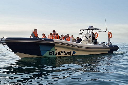 Biologist guided dolphin watching safari — photograph 4
