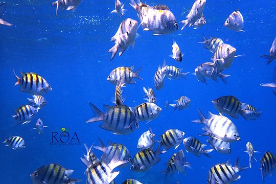 Roatan Private Snorkel Experience — photograph 2