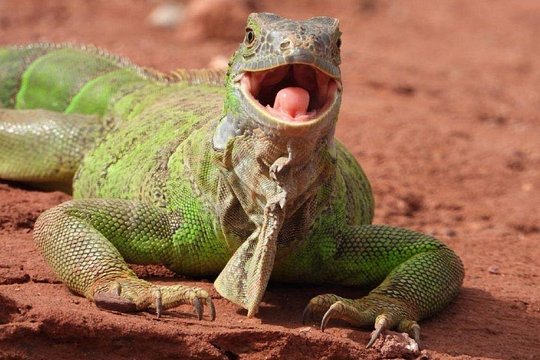 Crocoparc Trip from Agadir — photograph 2