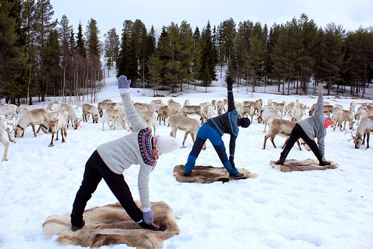 Reindeer yoga — photograph 3