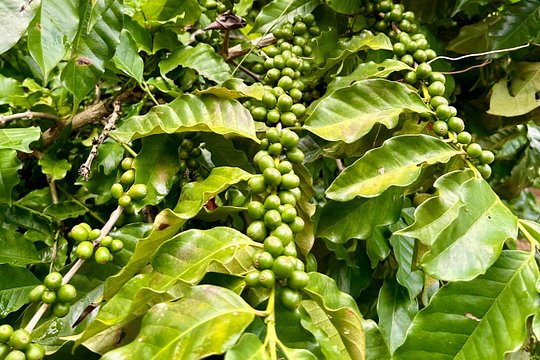 San Jacinto Cacao and Coffee Experience — photograph 3