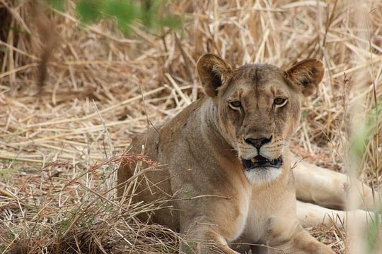 Two Days Safari by Train — Foto 2
