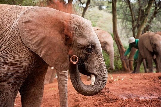 Giraffe Centre with Elephant Orphanage visit — photograph 2