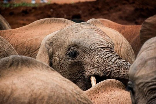 Giraffe Centre with Elephant Orphanage visit — photograph 3