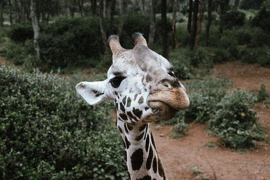 Giraffe Centre with Elephant Orphanage visit — photograph 4
