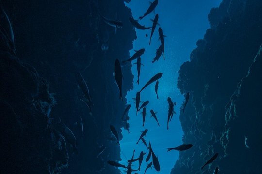 Double Diving Adventure Exploration for Certified Divers — photograph 5