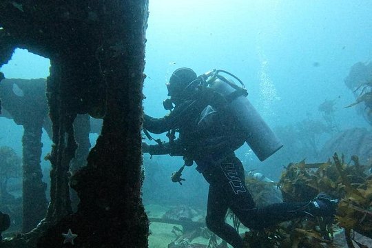 Diving excursion in Quintay — billede 4